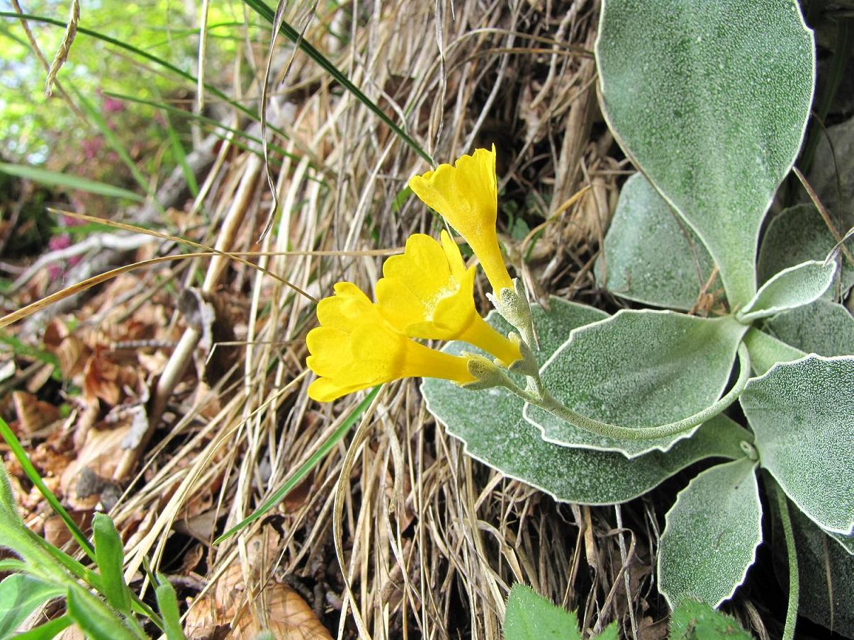 Le rupi fiorite del Garda
